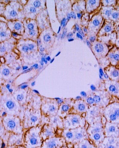 Microscopic view of cells