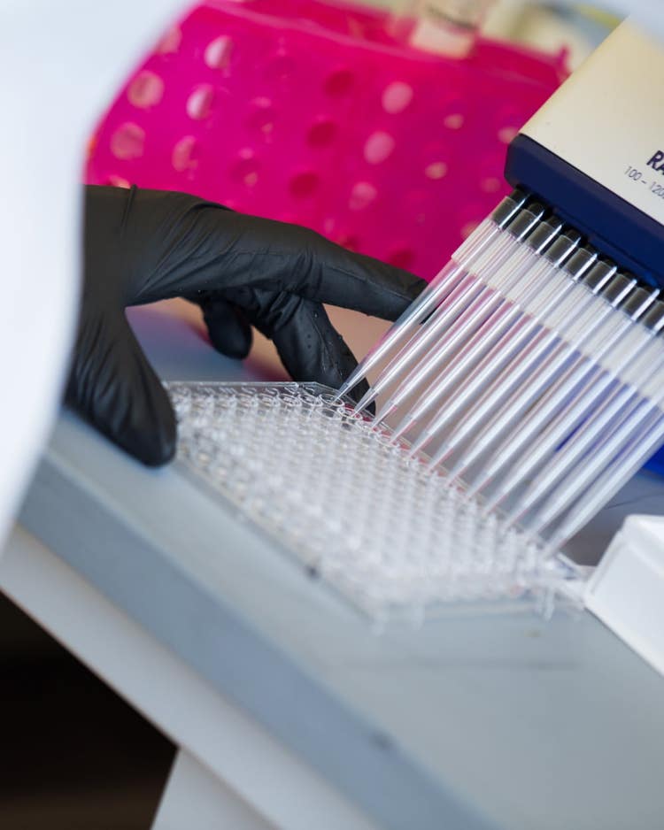 Scientific pipets filling clear plastic container